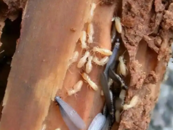 广阳白蚁防治公司分享生物防治白蚁技术，绿色环保防虫新方式